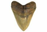 Beastly, Serrated Fossil Megalodon Tooth - Huge NC Meg #298793-1